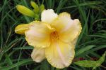 orange/rosa Taglilie Astolat fterblhende robuste Hemerocallis im 18cm Topf